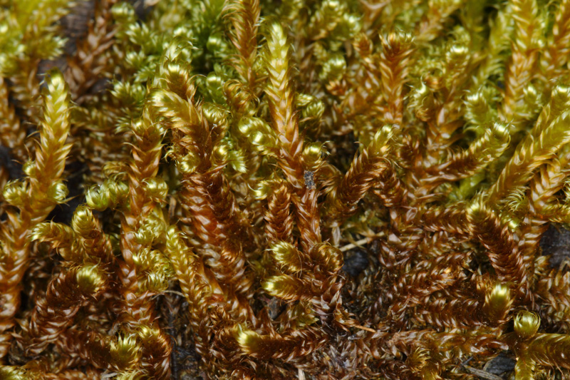 Hypnum fauriei